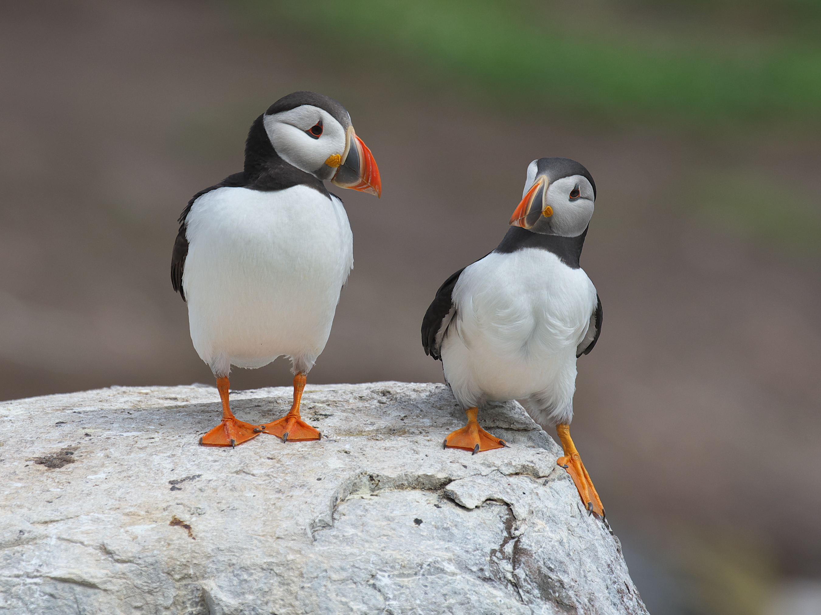 2024 Comedy Wildlife Photography Award entry by Jörn Clausen