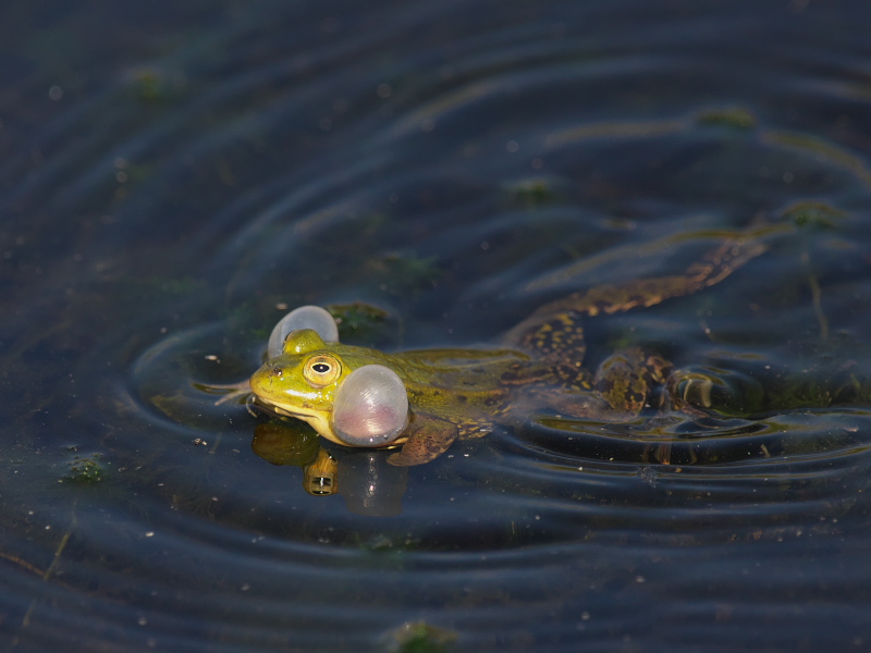 Wasserfrosch